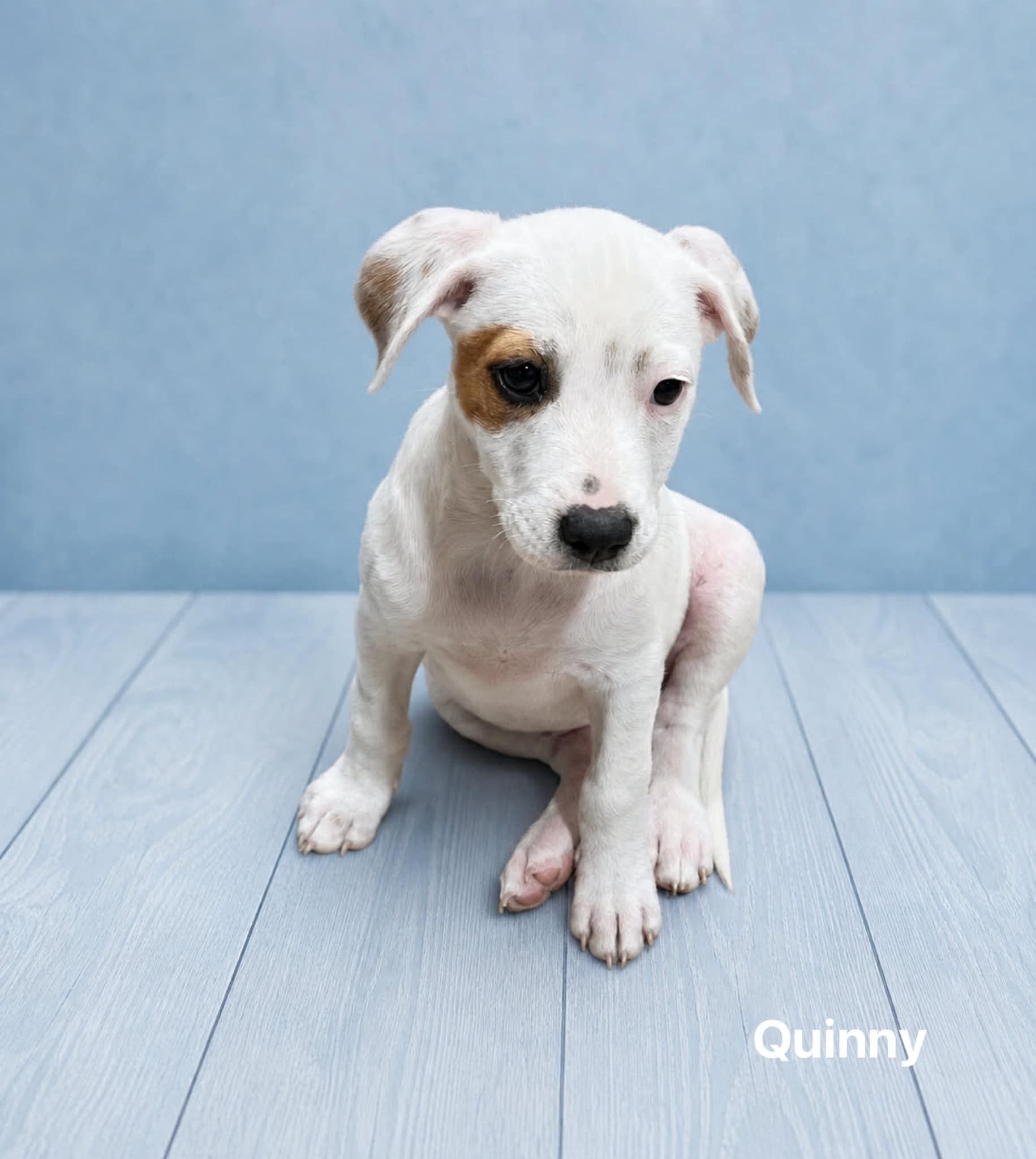 Quinny Quinny